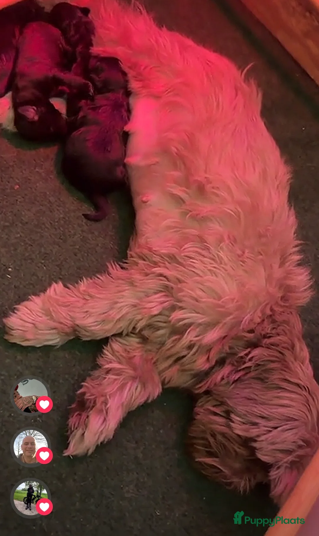 Shihpoo honden te koop: Nog twee puppy’s beschikbaar  - Advertentie 2