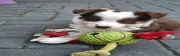 Border Collie honden te koop: Border collie pups - Advertentie 17