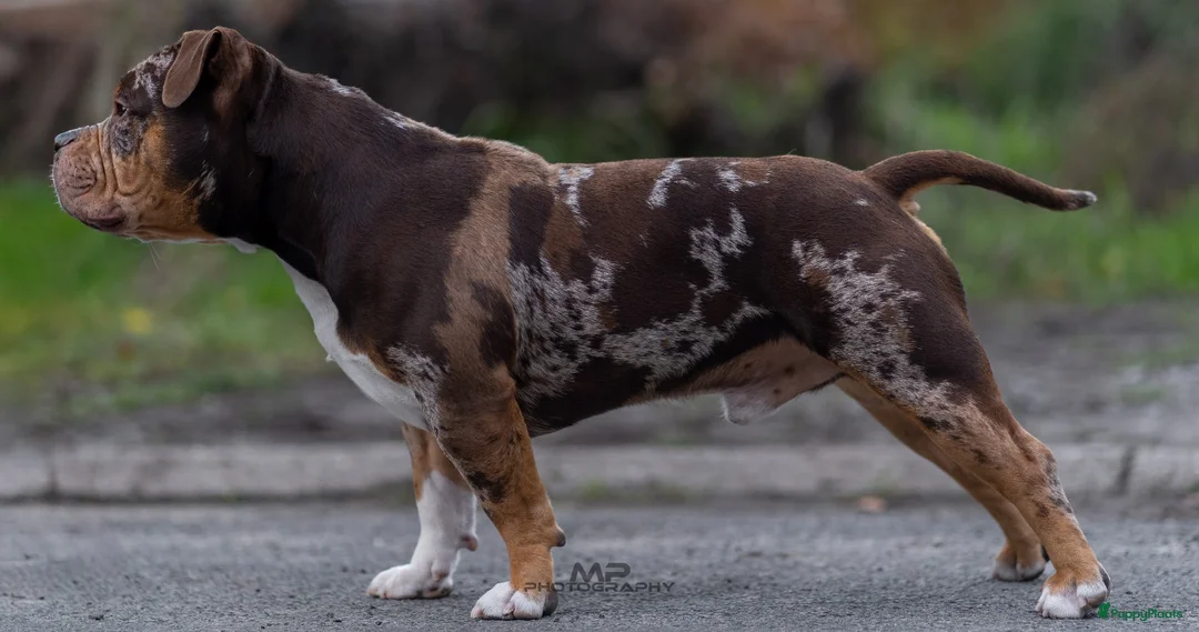 Amerikaanse Bully honden te koop: American Bully pocket dekreu  - Advertentie 2