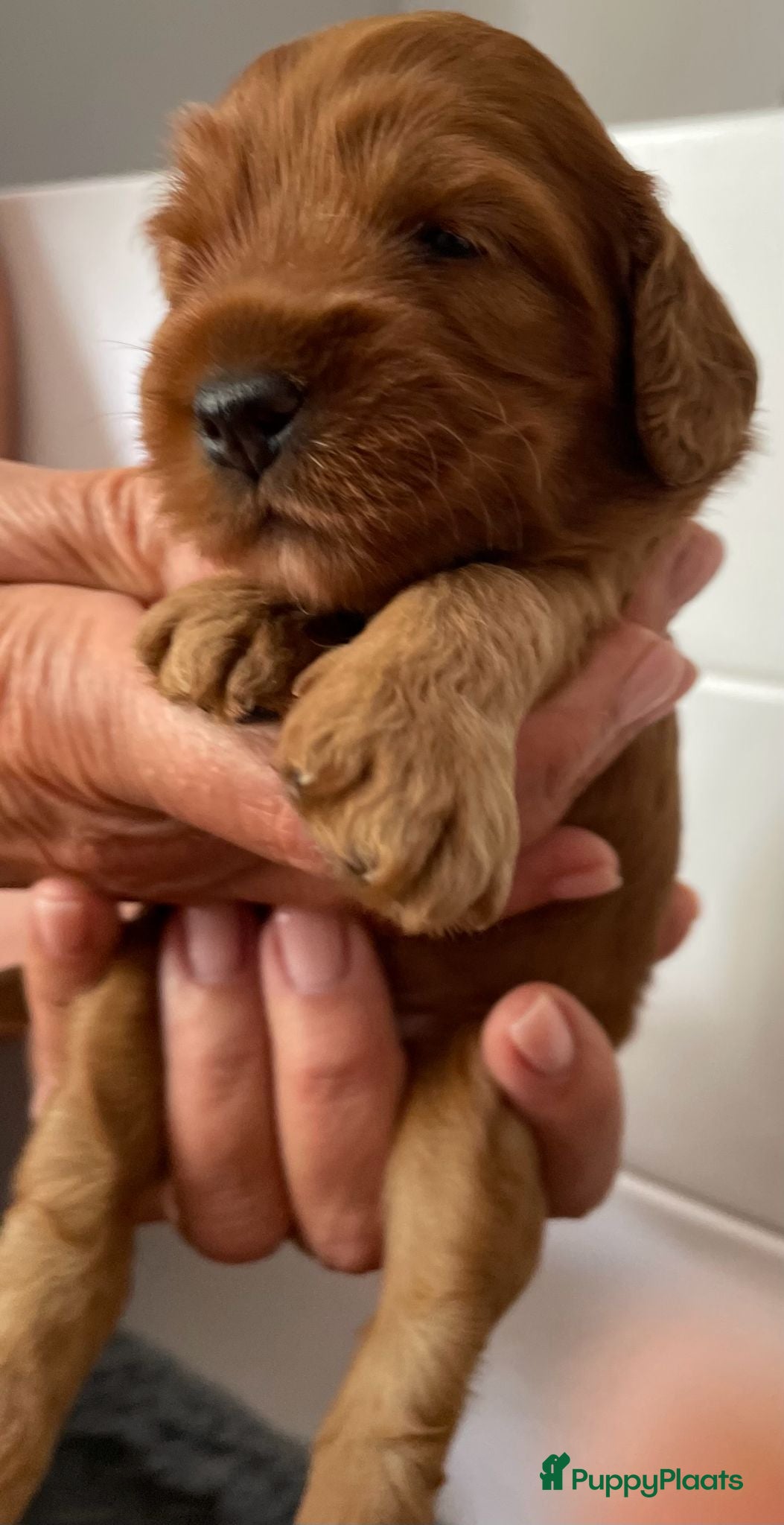 Australian Labradoodle honden te koop: Nestje Australian Labradoodles mini - Advertentie 4