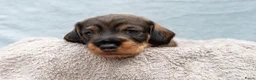 Ruwhaar Teckel honden te koop: Prachtige Ruwharige Teckel pups - Advertentie 5