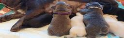 Franse Bulldog honden te koop: Prachtige Franse Bulldog pups met stamboom - Advertentie 4