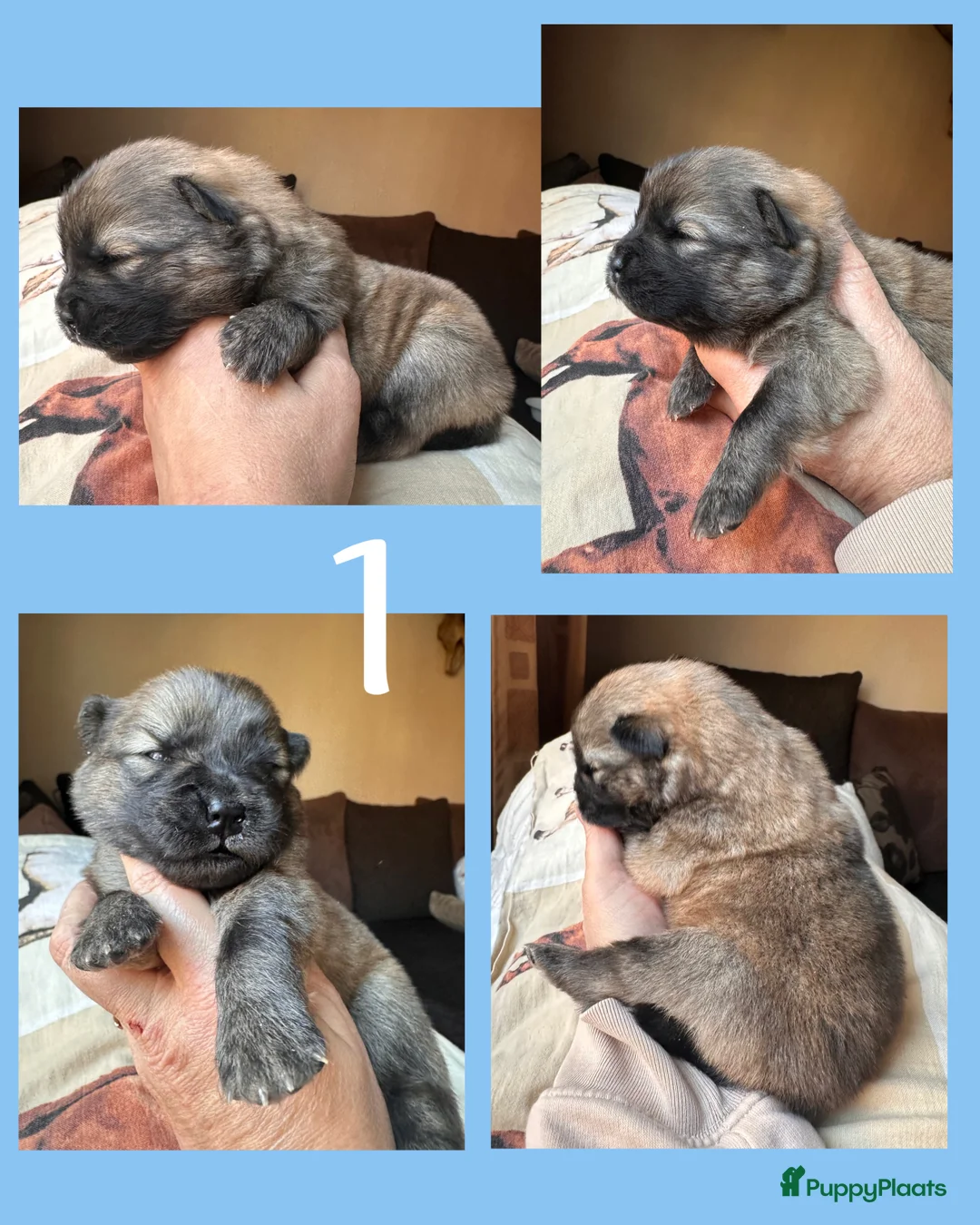 Chow Chow honden te koop: Mini Chow chow - Advertentie 17