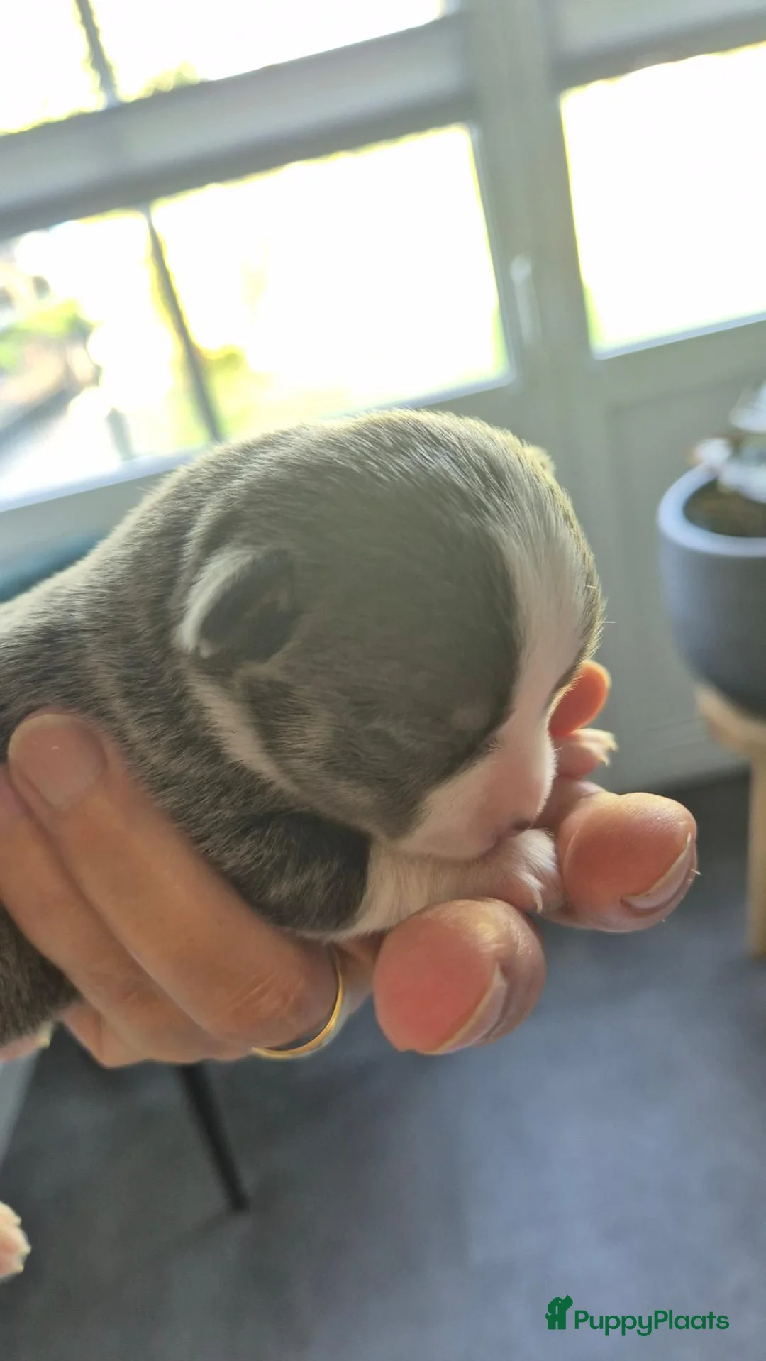 Chihuahua honden te koop: Chihuahua pups - Advertentie 2