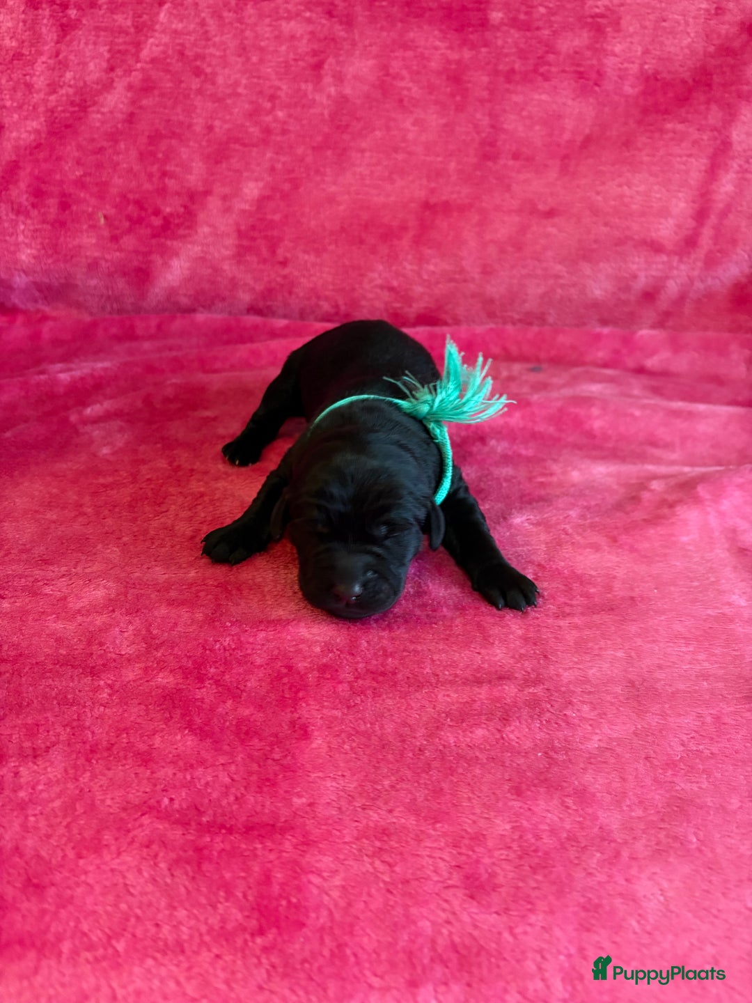 Kruising honden te koop: Labrador puppy’s - Advertentie 20