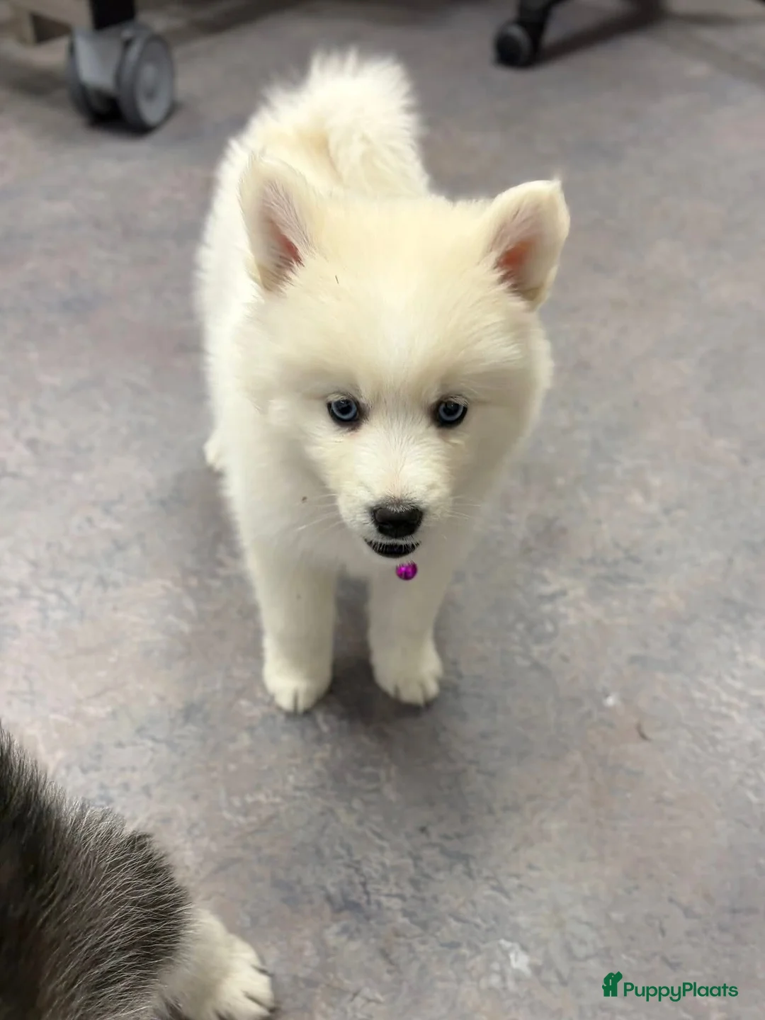 Pomsky honden te koop: Pomsky pups te koop –blauwe ogen–nog 1 beschikbaar - Advertentie 6