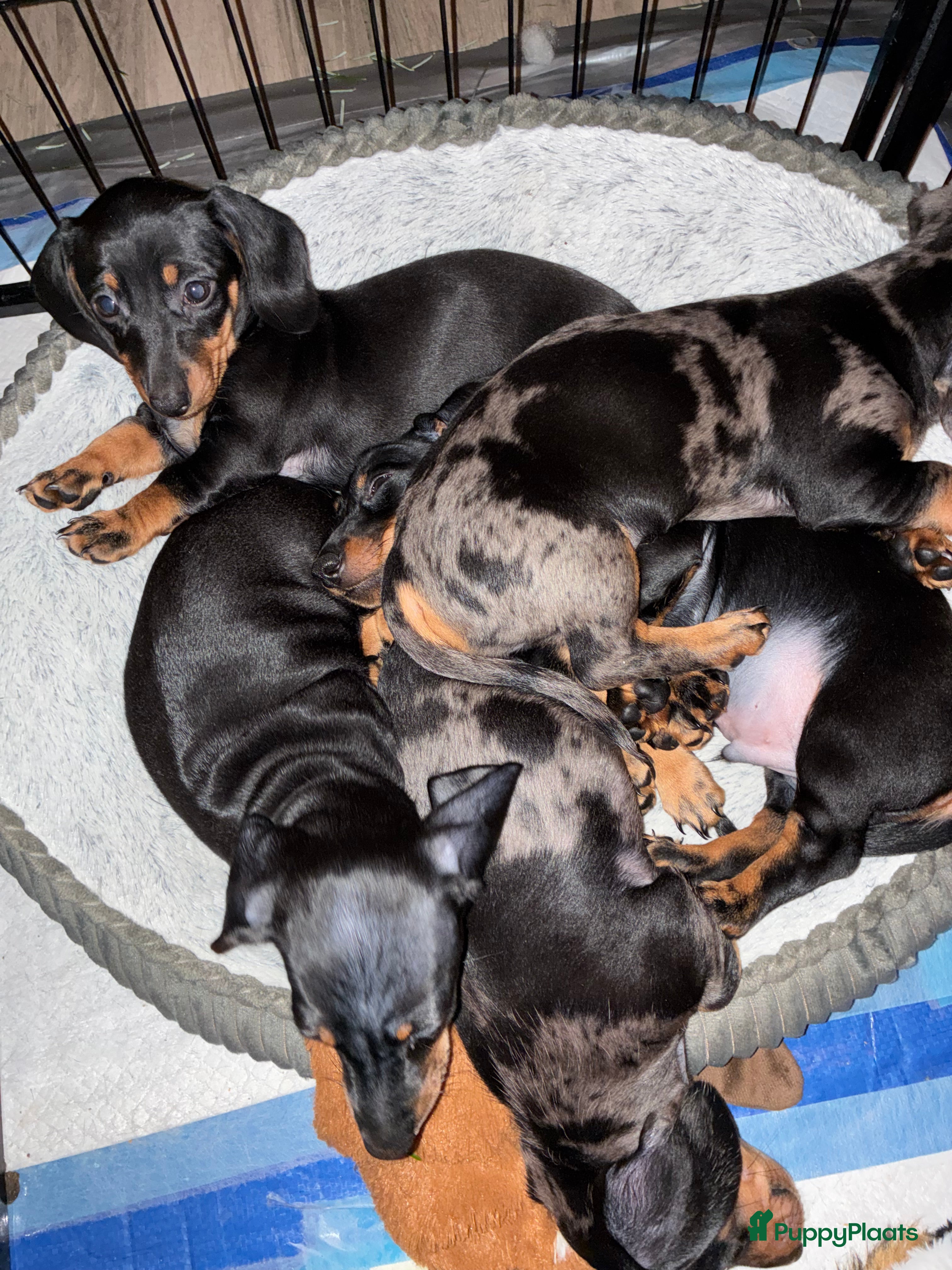 Teckel (korthaar)  honden Te koop3 super mooie kanichen teckel pups reutjes  - Advertentie 2