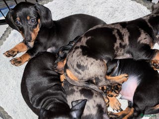 Teckel (korthaar) honden Te koop3 super mooie kanichen teckel pups reutjes - Advertentie 2