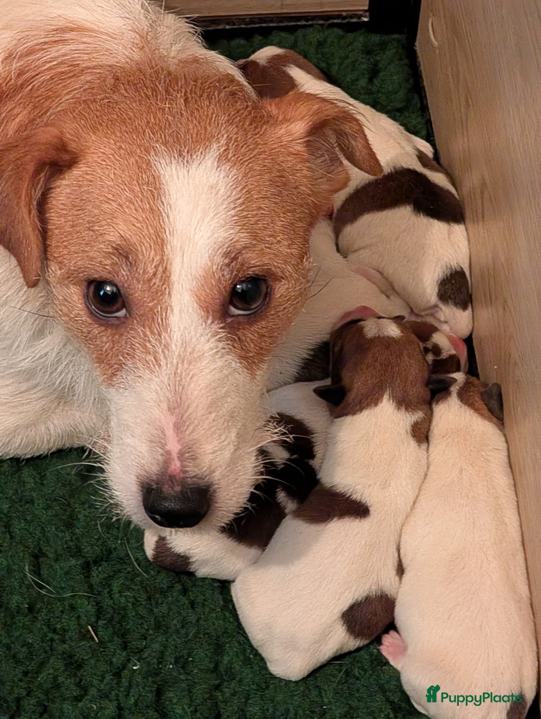 Jack Russel Terriër honden te koop: Jack Russell pups met stamboom  - Advertentie 12