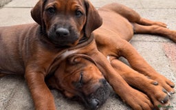 Rhodesian Ridgeback honden te koop: "Prachtige kruising Rhodesians"  in Bavel - Afbeelding 26