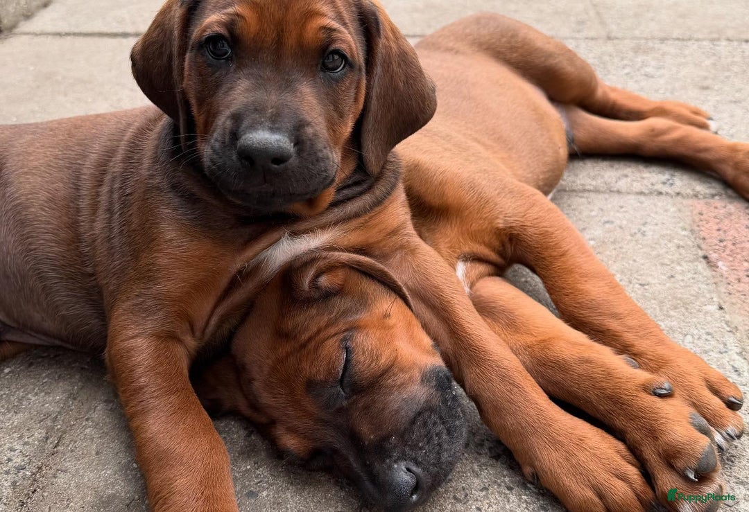 Rhodesian Ridgeback honden te koop: "Prachtige kruising Rhodesians"  in Bavel - Afbeelding 26