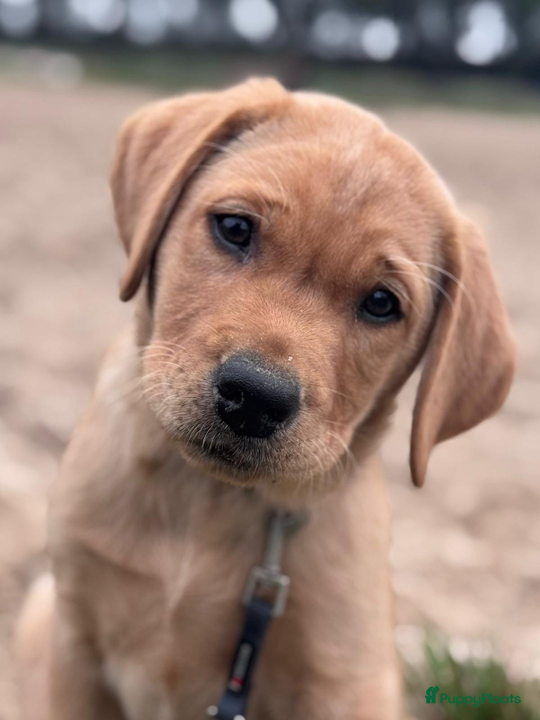 Labrador Retriever honden te koop: NEST AANKONDIGING LABRADOR PUPS - Advertentie 35