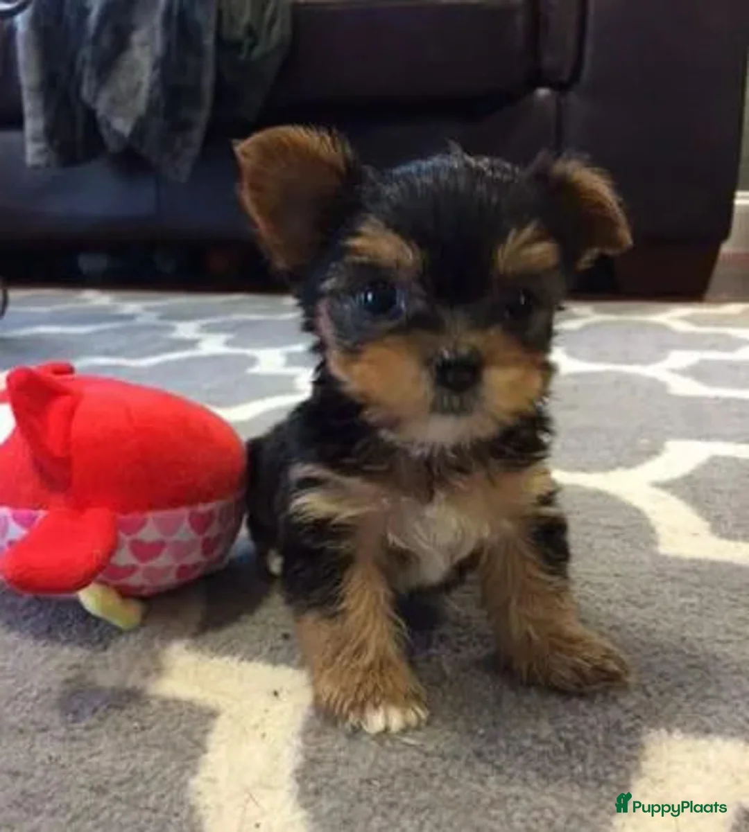 Yorkshire Terriër honden te koop: Yorkshireterriër - Advertentie 1