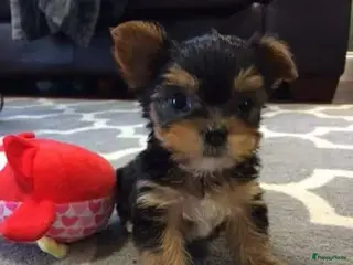 Yorkshire Terriër honden Yorkshireterriër - Advertentie 4