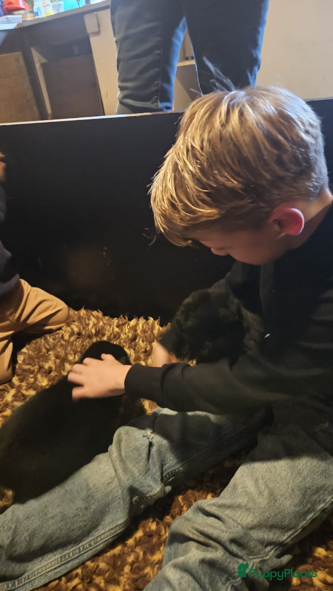 Duitse Herder honden te koop: Langstokharige zw. en zw.br. Duitse Herder puppies - Advertentie 10