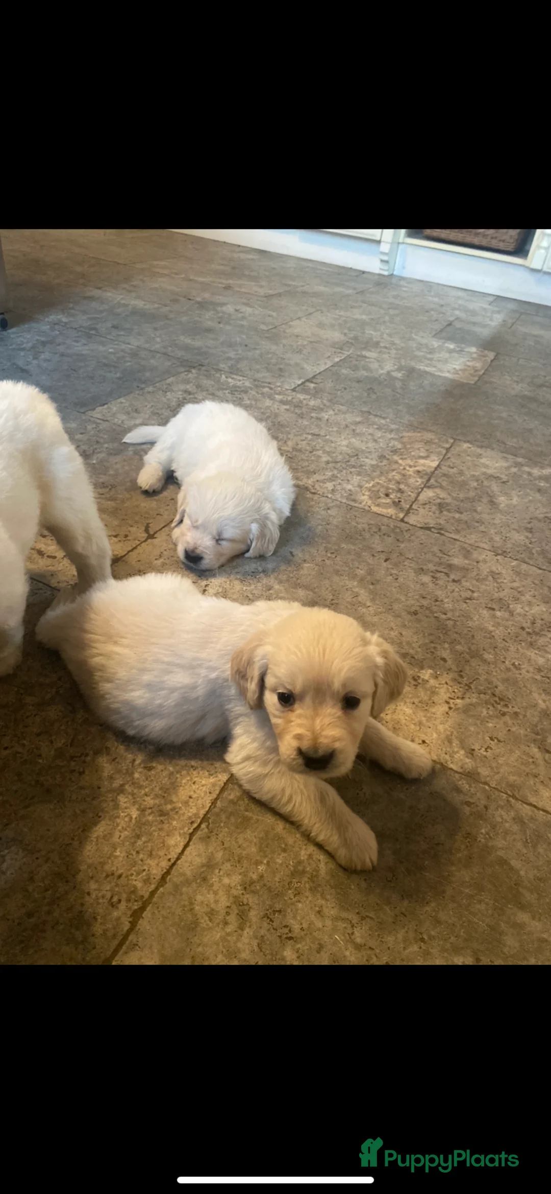 Golden Retriever honden te koop: Golden retiever pups - Advertentie 17