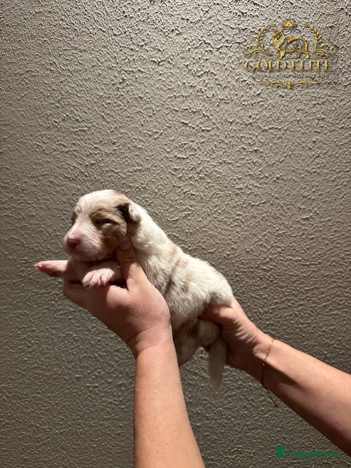 Australian Shepherd honden te koop: Prachtige Australian Shepherd puppy’s   - Advertentie 2