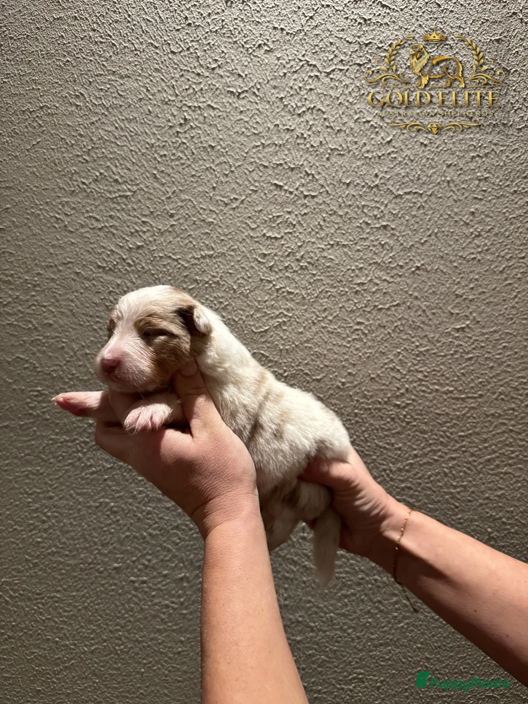 Australian Shepherd honden te koop: Prachtige Australian Shepherd puppy’s   - Advertentie 2