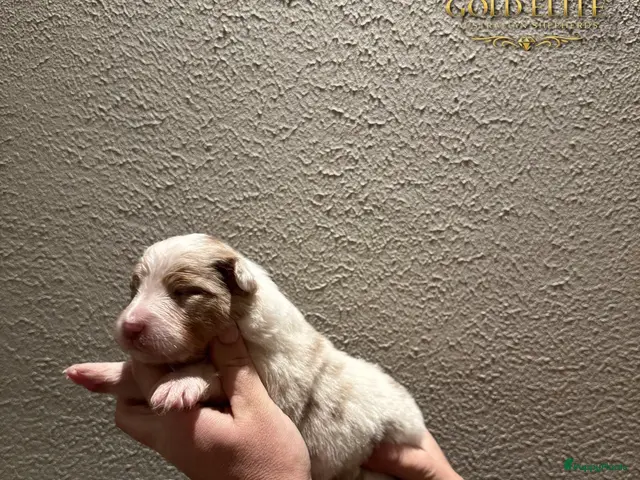 Australian Shepherd honden te koop: Prachtige Australian Shepherd puppy’s - Advertentie 2