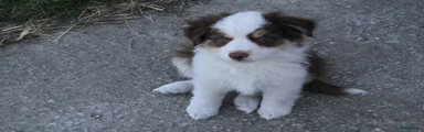 Australian Shepherd Puppy 1