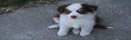 Australian Shepherd honden te koop: Mini American Shepherd pups - mini aussie - Advertentie 4