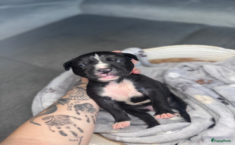 American Staffordshire Terriër honden Amstaff American Staffordshire Terrier laatste pup - Advertentie 1