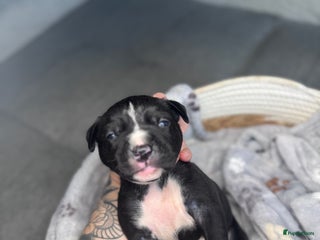 American Staffordshire Terriër honden Amstaff American Staffordshire Terrier laatste pup - Advertentie 15