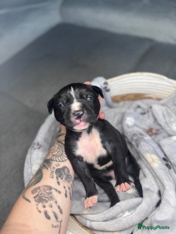 American Staffordshire Terriër honden Amstaff American Staffordshire Terrier laatste pup - Advertentie 1