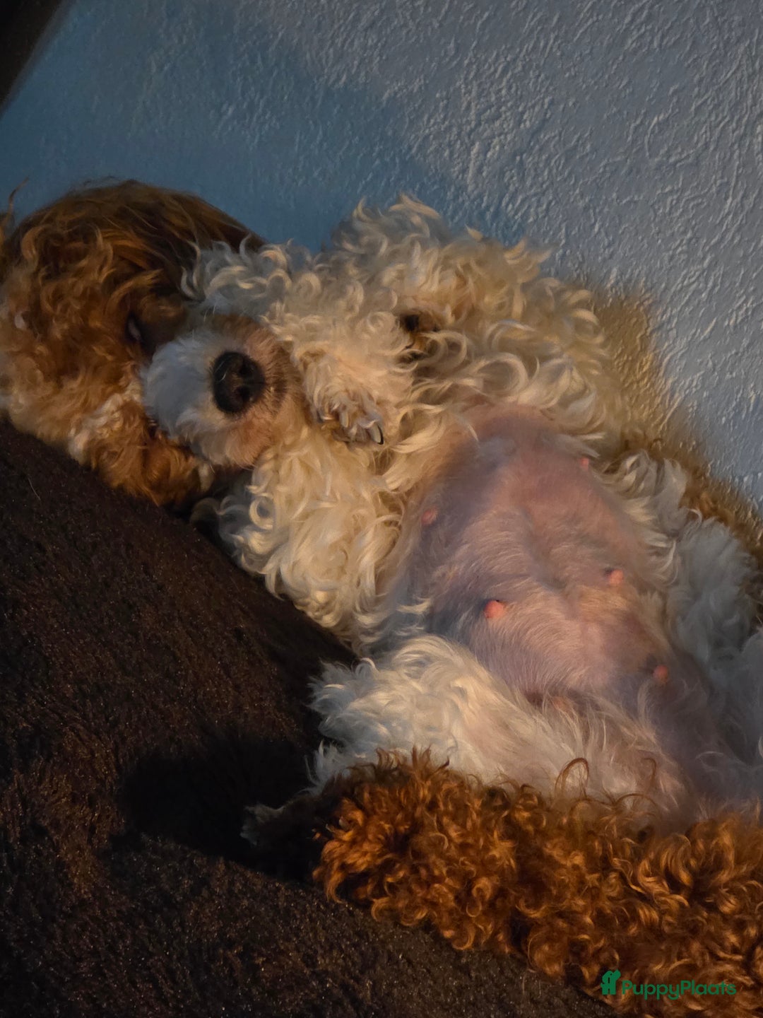 Dwergpoedel honden te koop: Xenna drachtig van 5 puppy's  - Advertentie 13