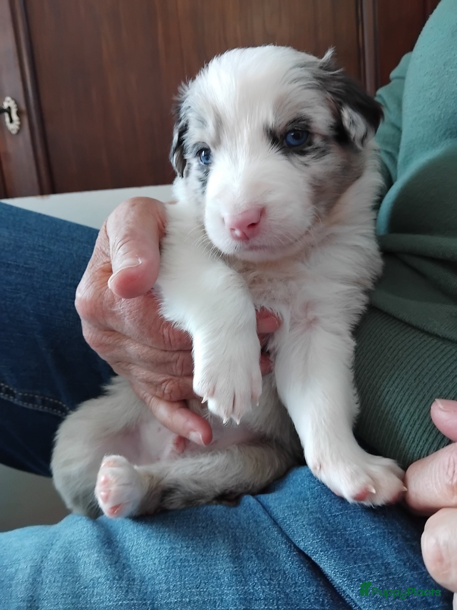Border Collie honden Border collie pups, 25% australian shepherd - Advertentie 1