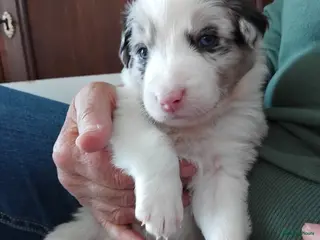 Border Collie honden Border collie pups, 25% australian shepherd - Advertentie 2