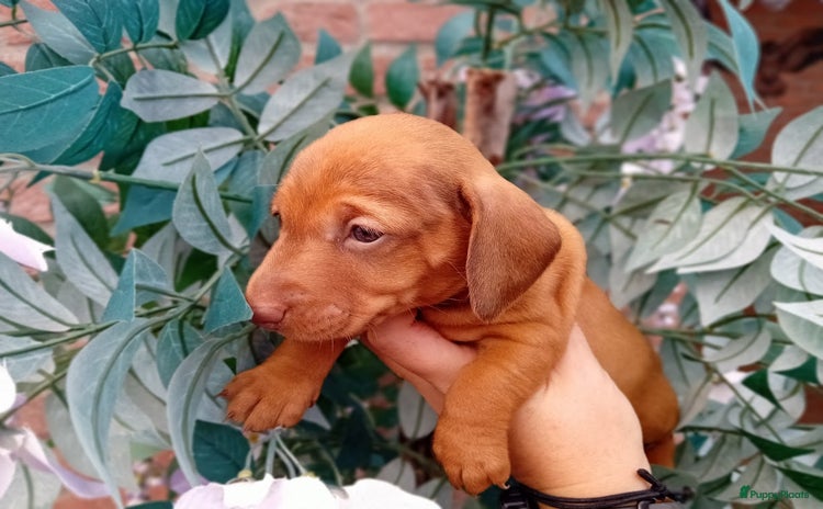 Teckel (korthaar)  honden - Advertentie 2