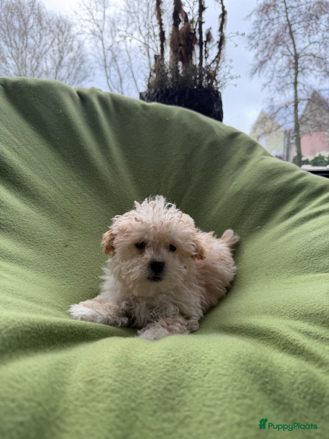 Maltipoo honden te koop: Maltipoo (Maltezer x Toy poedel) pups - Advertentie 16