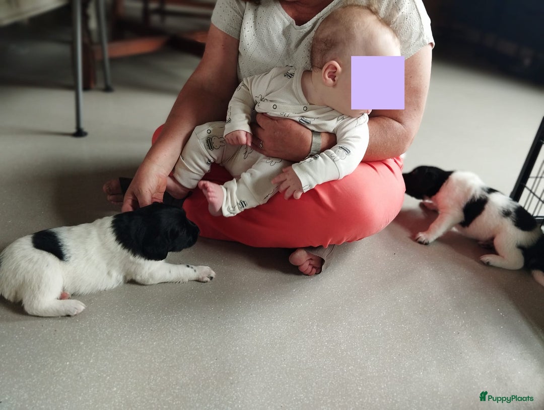 Friese Stabij honden te koop: Drie lieve Friese Stabij reutjes in Gasselte - Afbeelding 15
