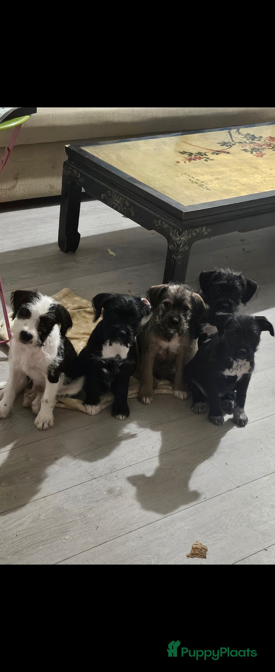 Kruising honden te koop: Eenmalig  engelse staff en lagotto romagnolo mix  - Advertentie 15