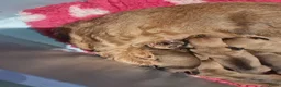 Ruwhaar Teckel honden te koop: Standaard ruwhaar teckel pups - Advertentie 4