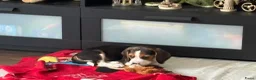 Beagle honden te koop: Male Beagle puppy (9 weeks) in Rijswijk - Advertentie 4