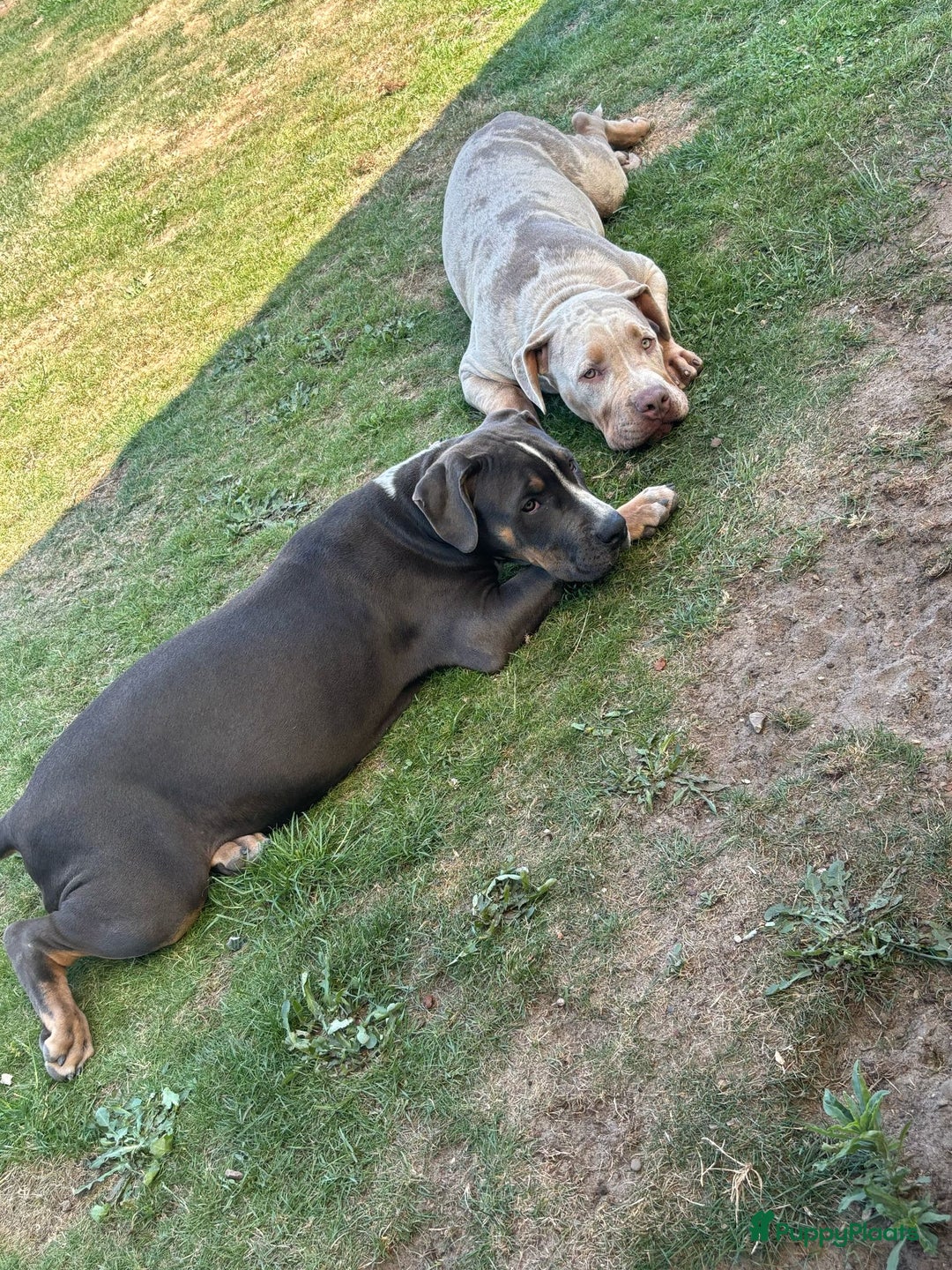 Amerikaanse Bully honden te koop: Laatste american bully XL teefje  - Afbeelding 5