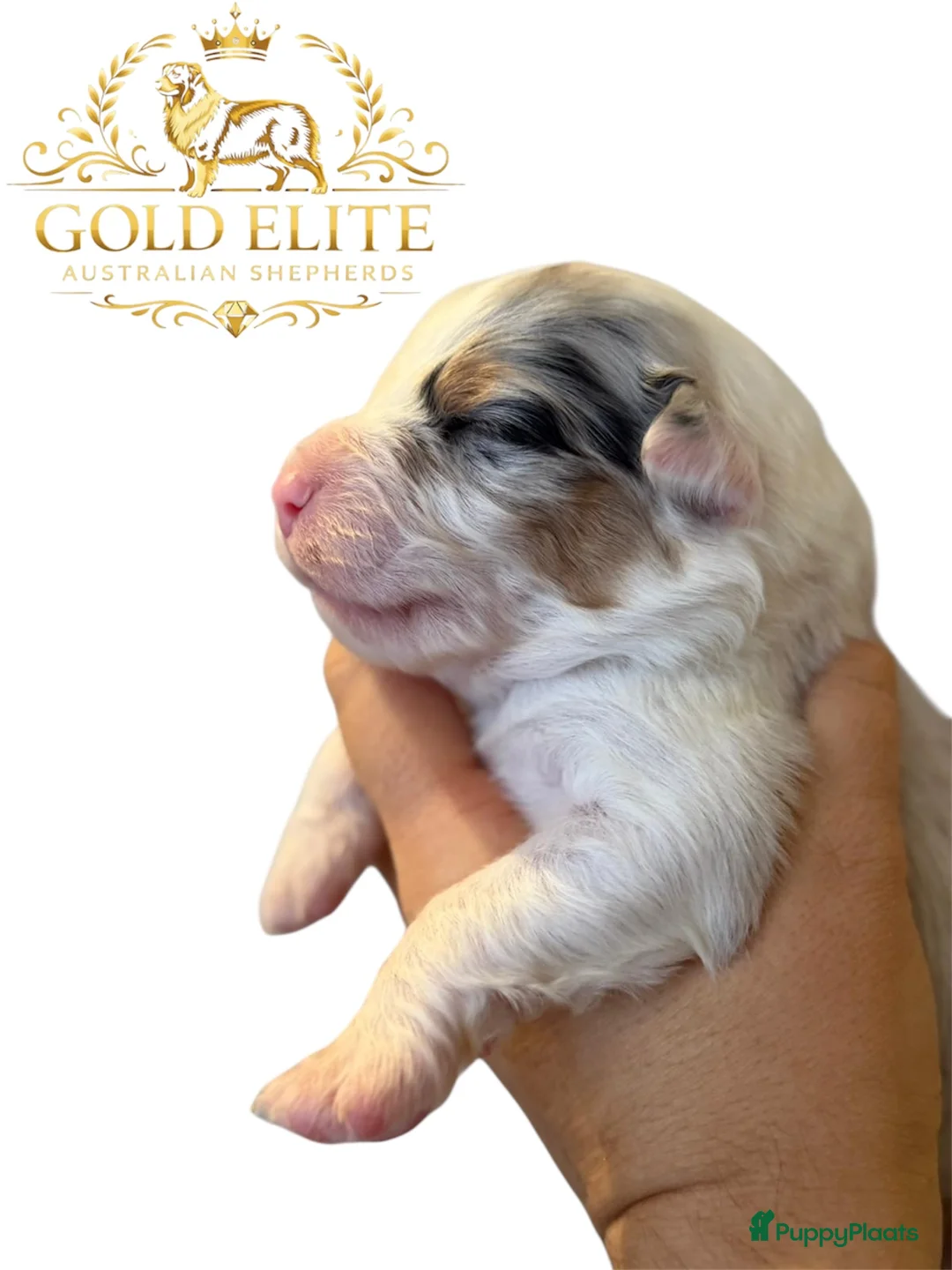 Australian Shepherd honden te koop: Australian shepherd pups puppy - Advertentie 10