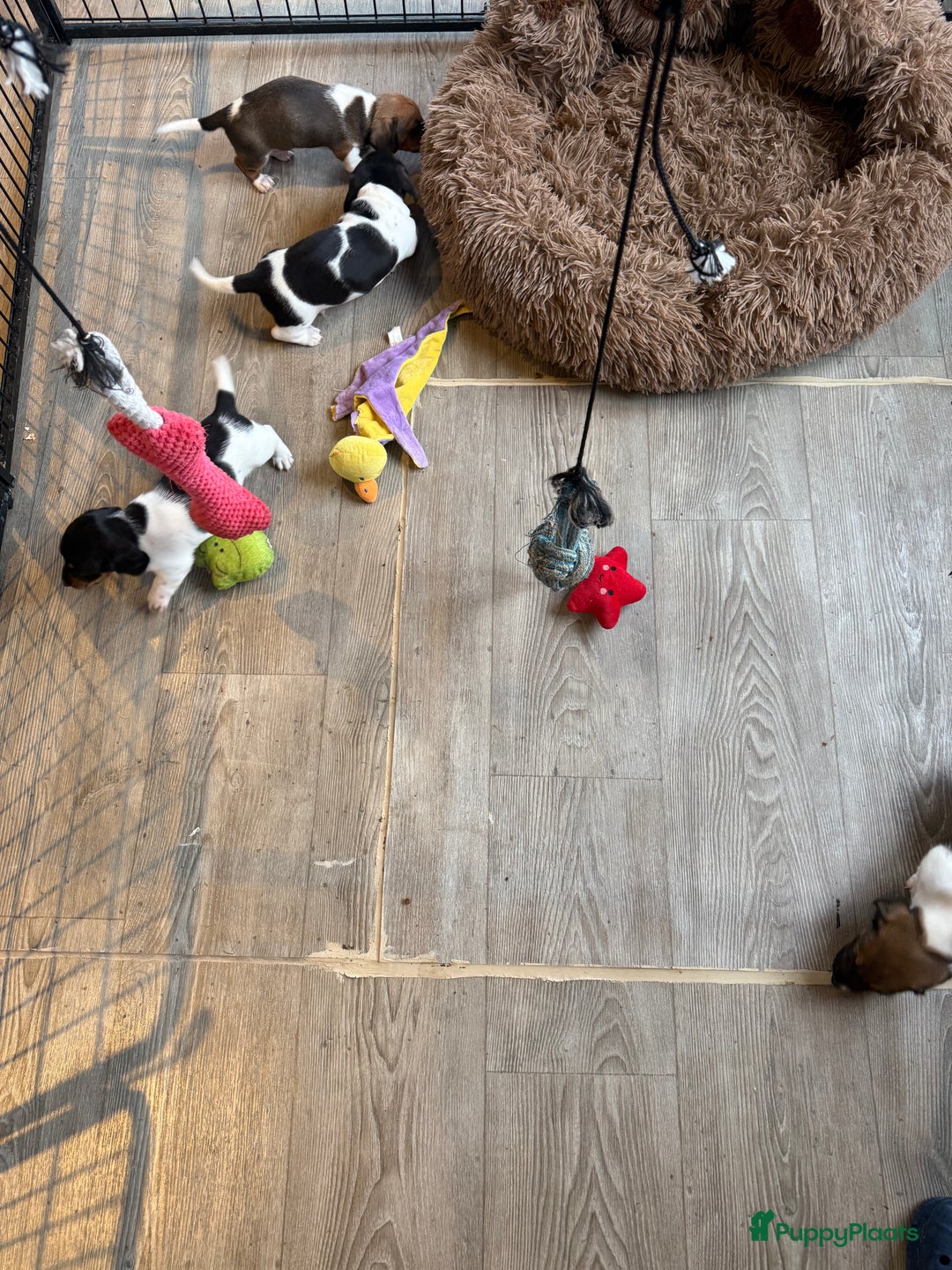 Teckel (korthaar)  honden te koop: Piebald dwergteckel pups - Advertentie 4