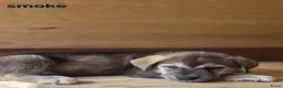 Kruising honden te koop: Labrakita pups - Advertentie 10