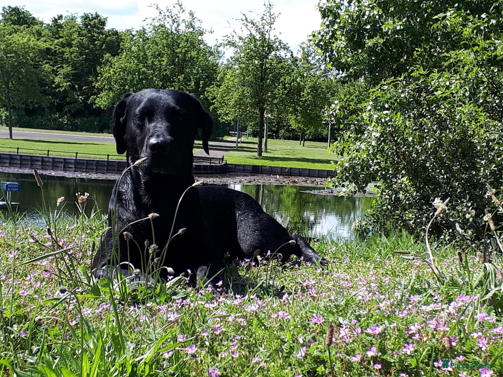 Labrador Retriever honden Prachtige zwarte labrador pups met stamboom - Advertentie 3