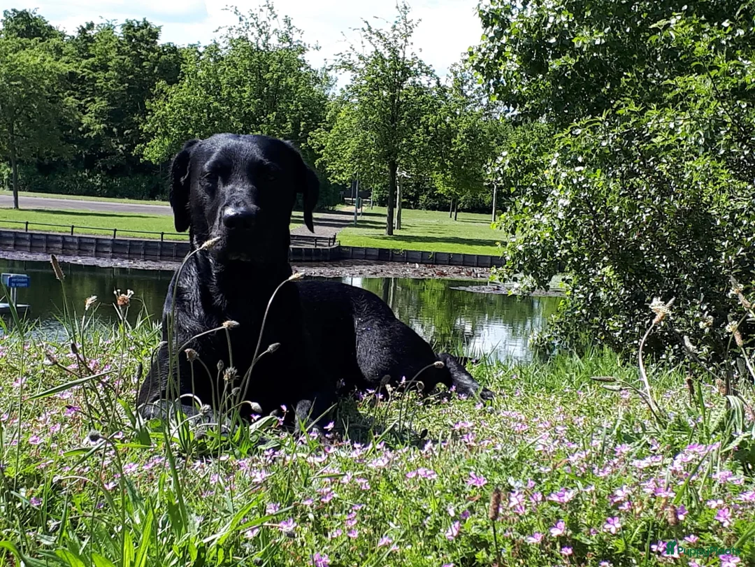 Labrador Retriever honden te koop: Prachtige zwarte labrador pups met stamboom - Advertentie 1
