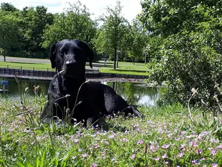 Labrador Retriever honden Prachtige zwarte labrador pups met stamboom - Advertentie 3