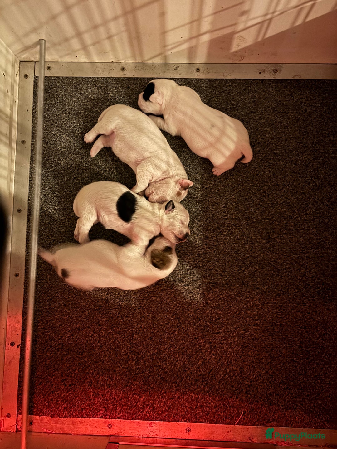 Parson Russell Terriër honden te koop: Parson Russell Terriër pups - Advertentie 3