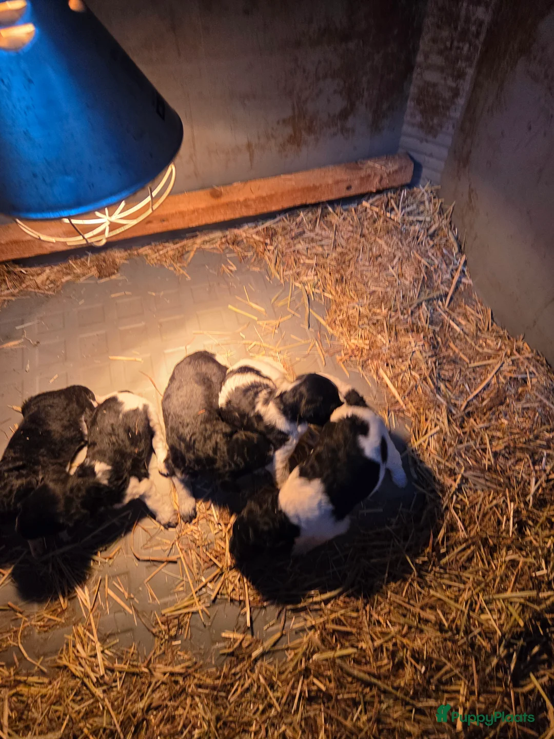 Kruising honden te koop: Friese stabij/heidewachtel pups - Advertentie 3