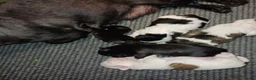 Shih Tzu honden te koop: Lieve leuke raszuiver shih tzu pups - Advertentie 27