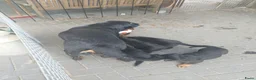 Rottweiler honden te koop: Rottweiler pups - Advertentie 22