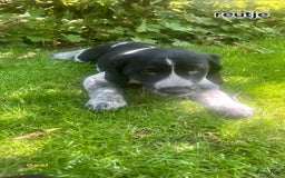 Labrador Retriever honden te koop: Mooie Pups Labrador/Duitsestaande Heidewachtel  - Afbeelding 3