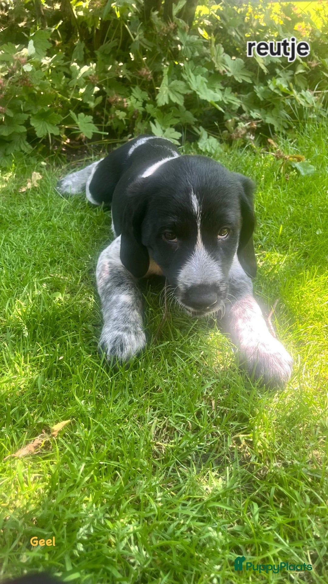 Labrador Retriever honden te koop: Mooie Pups Labrador/Duitsestaande Heidewachtel  - Afbeelding 3